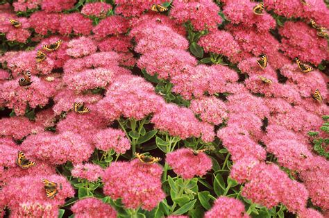 What is the longest blooming perennial? 17 Best Perennials That Offer Long Bloom Periods