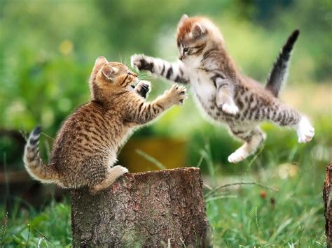 Cute Two Cat Playing Wallpaper Wallpaper Me