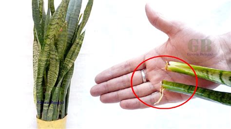 Check spelling or type a new query. Propagate Snake Plant in Water | Snake plant, Perennials ...