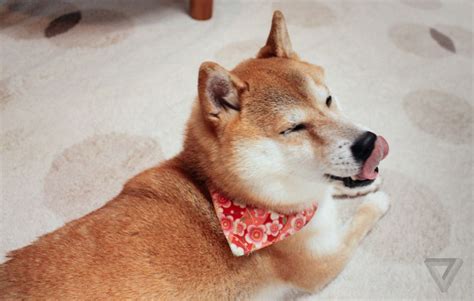 Baby doge coin has learned a few tricks and lessons from his meme father, doge, the web portal says. Wow this is doge | Dog behavior, I love dogs, Your dog