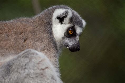 Ring Tailed Lemur Zoo Atlanta