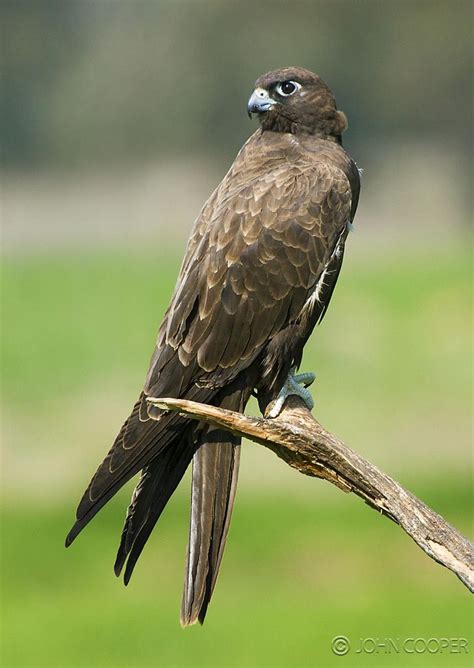 The information in this section is based on recent descriptions by several authors. Black falcon Portrait | Birds, Birds and the bees, Birds ...