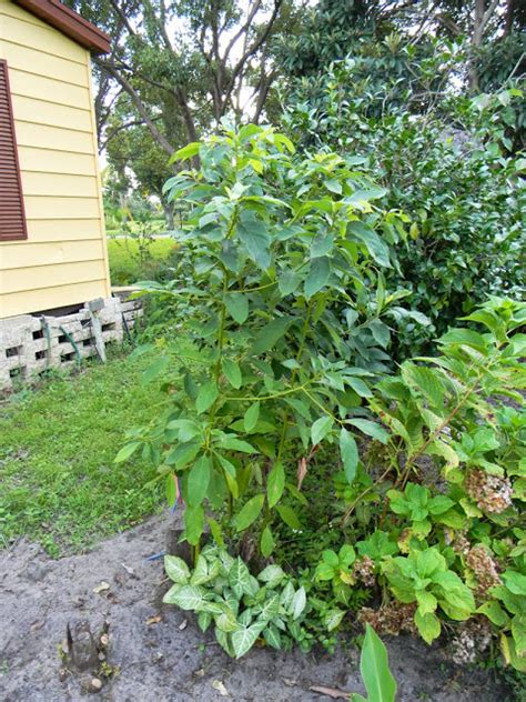 A Look At Laurel Wilt Killing Avocado Trees The Survival Gardener