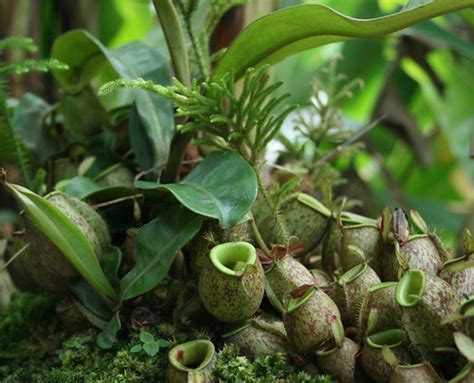 Not many would have heard of it, let alone tried it. Periuk kera dari ktn | Orchids and Plants Malaysia (OPM)