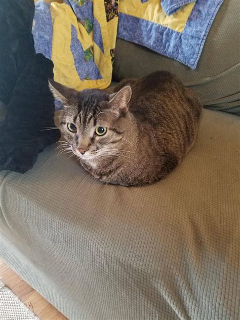 A Perfect Meatloaf Perfect Meatloaf Cats Meatloaf