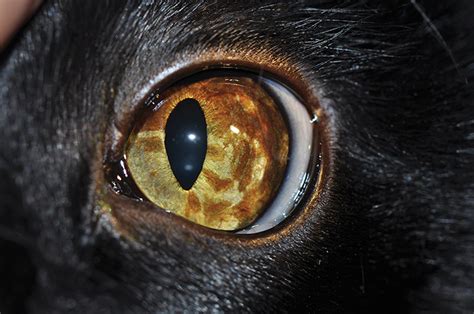 Figure 3 a relatively light diffuse iris melanosis in a cat approaching the iridocorneal angle at the 7 o'clock position (a). Anterior Uveal Melanocytic Neoplasia | Clinician's Brief