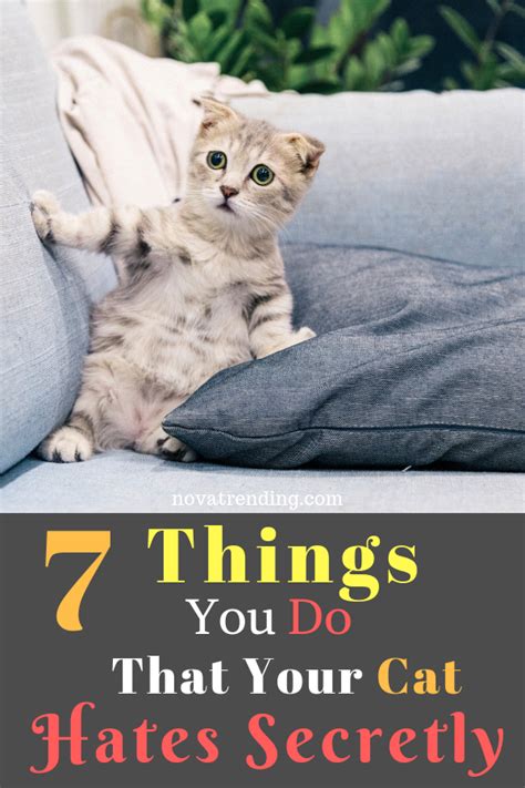 Signs Your Cat Hates You And How To Fix It Here Kitty Kitty