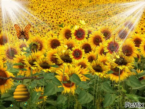 10 Animated Sunflower S And Images To Love