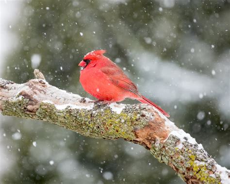 Male Cardinal In The Snow Stock Photo Image Of Scarlet 49527198