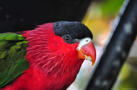 Red Head Parrot Free Image On 4 Free Photos