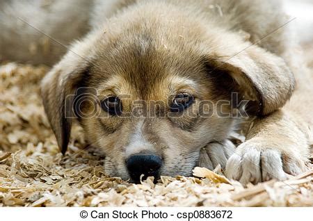 Kommentare deaktiviert für schutzvertrag hund muster kostenlos downloaden auf dieser seite steht. Clip Art of Husky puppy - Young husky sled dog in Alaska csp0883672 - Search Clipart ...