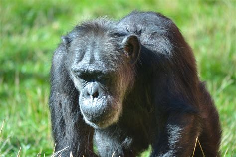 Western Common Chimpanzee September 2015 Zoochat