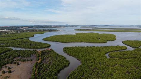 Fungsi Dan Manfaat Hutan Mangrove Bagi Kehidupan Akar Bhumi Indonesia
