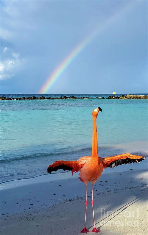 Flamingo Vs Rainbow Photograph By Aviv Joshua Fine Art America