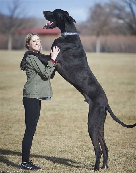Is This 7 Feet Tall Great Dane The Worlds Tallest Dog