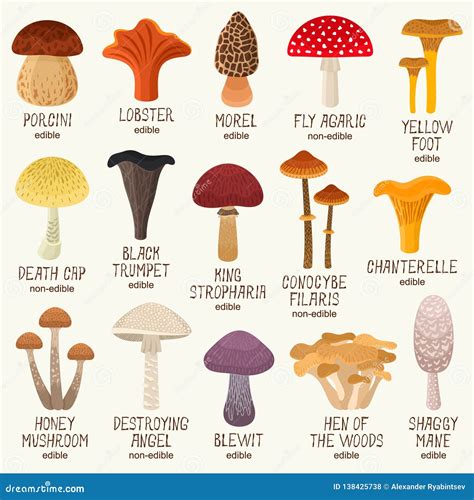 Edible And Non Edible Mushrooms Vector Set Stock Vector Illustration