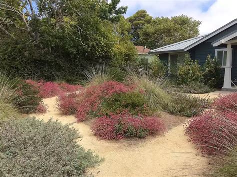 8 Drought Tolerant Lawn Substitutes Lawn Alternatives California