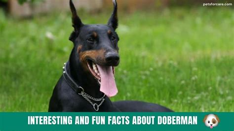 Top 15 Interesting And Fun Facts About Doberman Petsforcare