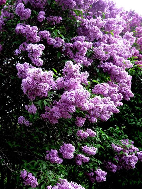 Loving Lilacs Lilac Bushes Planting Flowers Lilac Tree