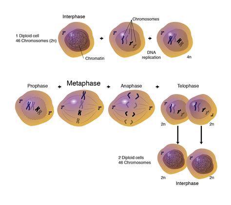 Metaphase Cell Ericvisser