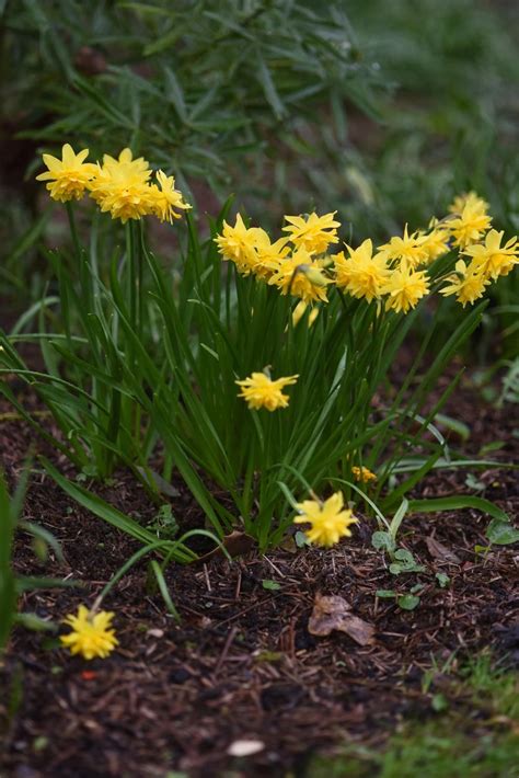 What to do with dead daffodils in the garden. Daffodils: Plant Care and Collection of Varieties - Garden ...