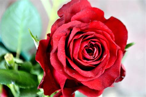 Kostenlose Bild Rote Rose Blumenstrauß Blume