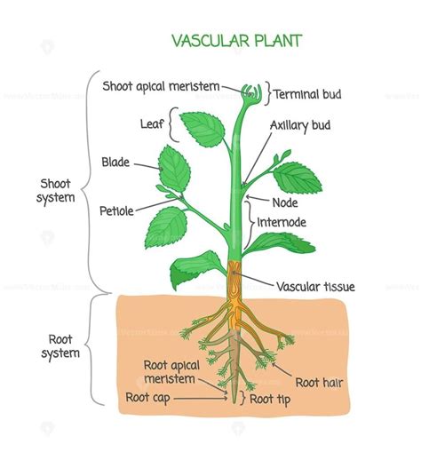 Vascular Plant Biological Structure Labeled Diagram Vector