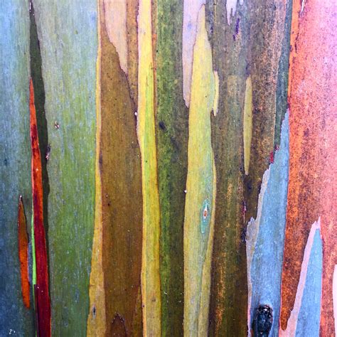 Rainbow Eucalyptus Tree Bark From Kauai Visit