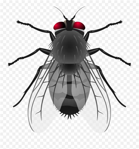 Flies Insect Transparent Png Clipart Emoji Flies Emoji Free
