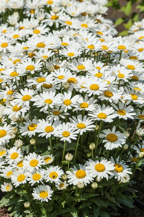 This shasta daisy presents a showy display of pure white flowers with. Szkółka Bylin Dobrepole - Leucanthemum maximum "Snow Lady ...