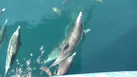 Dolphins Jumping And Playing In Front Of The Boat Youtube