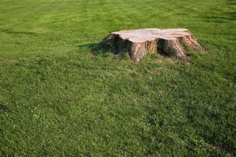 What To Do After Stump Grinding Grow Grass After Tree Removal