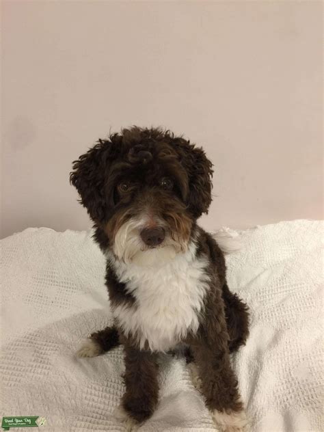 Border Collie Cross Miniature Poodle Chocolate Brown With White