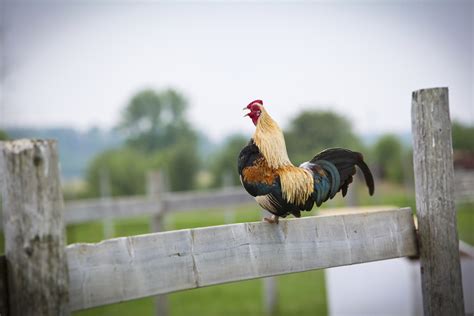When Will A Rooster Start Crowing - When do roosters start crowing, ONETTECHNOLOGIESINDIA.COM