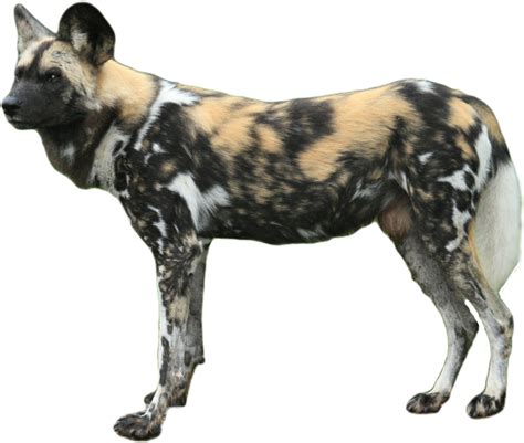 African Wild Dog Png Isolated Pic Png Mart