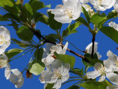 These Are The Best Flowering Trees To Plant In Your Yard