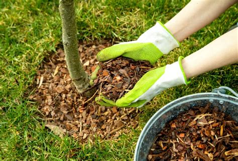 Pine Bark Eco Friendly Mulch Everything You Need To Know