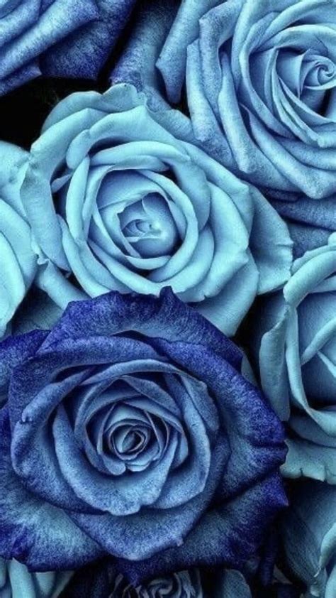 Incredible Compilation Of Full 4k Blue Roses Images Discover The Best