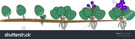 Stages Vegetative Reproduction African Violets Saintpaulia Stock Vector