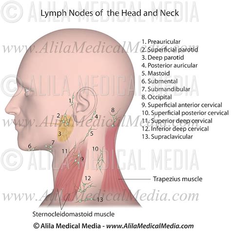 Lymphatic System Diagram Head And Neck Diagram Media