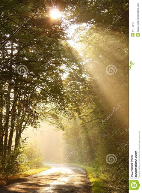 Morning Sun Rays Fall On The Forest Road Stock Photo Image Of Fantasy