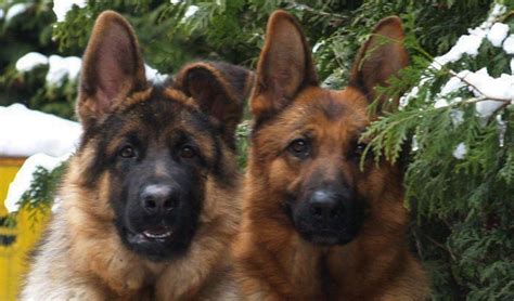 7 Reasons Why German Shepherds Are The Best Dogs Ever