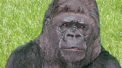 Koko The Gorilla Who Mastered Sign Language Dies At 46 Fox News