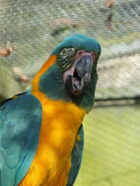 Blue Throated Macaw Zoochat