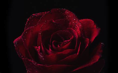 Red Roses With Dew Drop Wallpapers Share