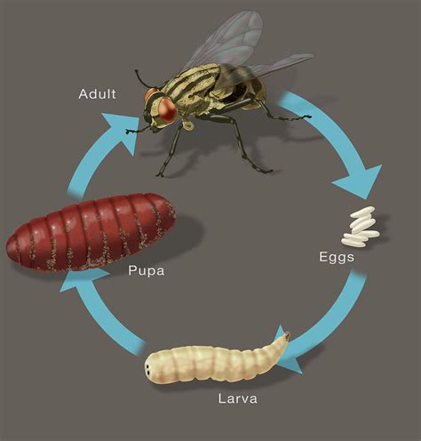 Life Cycle Of A House Fly Illustration Photograph By Monica Schroeder
