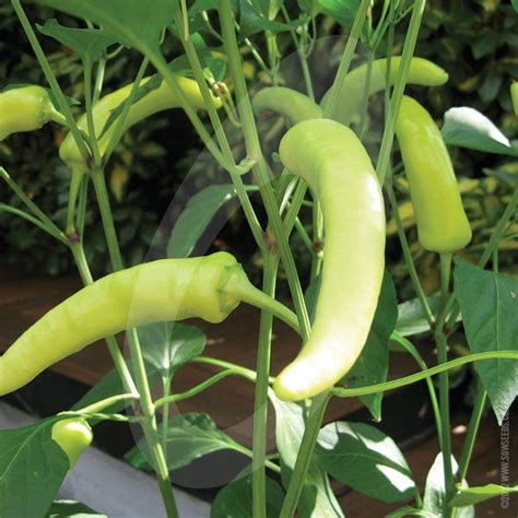 Chilli Pepper Hungarian Hot Wax Agm Seeds Quality Seeds From Sow