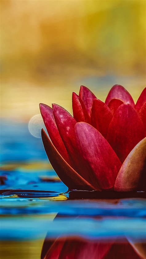 Details 61 Red Lotus Flower Wallpaper Vn