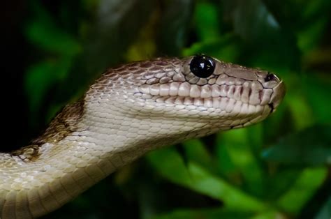 Snake Animals Free Stock Photo Public Domain Pictures