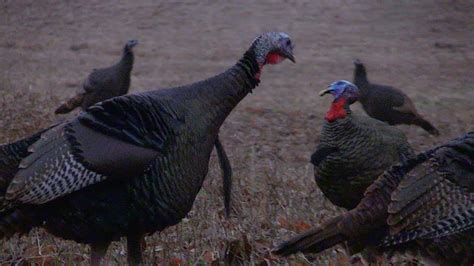 Exciting Fall Turkey Hunting Action Youtube